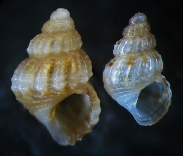 Alvania sculptilis?